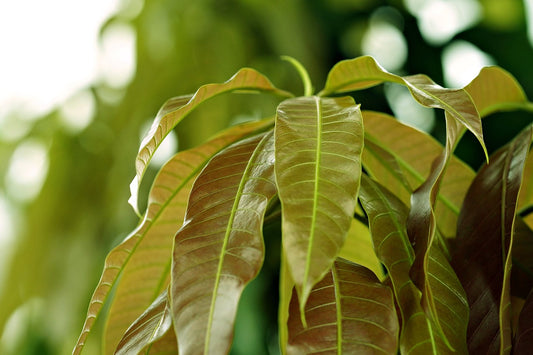 Mango Leaves