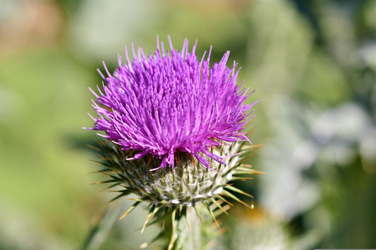 Potential Interactions of Milk Thistle with Prescription Medications