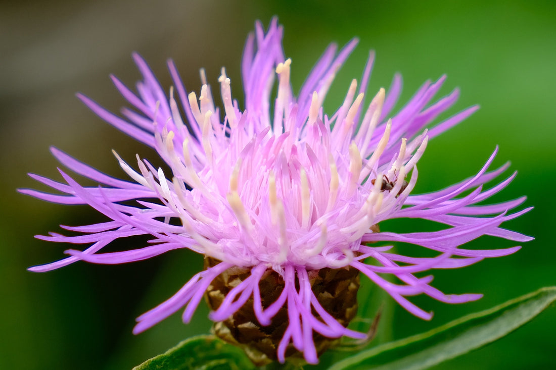 The Ultimate Guide To Milk Thistle: Scientific Evidence and Potential Health Benefits